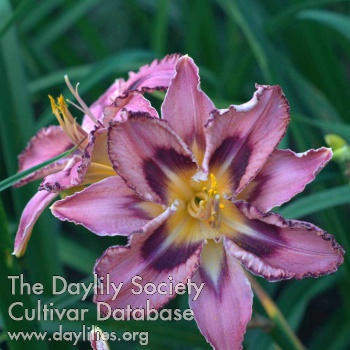 Daylily Spring Star